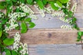 Branch of blossom bird cherry on vintage boards of antique table Royalty Free Stock Photo