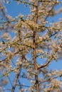 Branch of a blossom cheery Royalty Free Stock Photo