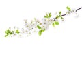 Branch in blossom isolated on white background. Cherry Plum