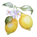 Branch of blossom lemon. Isolated on white background