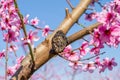 The branch of blossom peach in spring. Royalty Free Stock Photo
