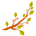 Branch blossom sakura, cherry tree with flowers isolated on a white background. Hand painting on paper Royalty Free Stock Photo