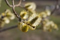 Branch of blossom willow