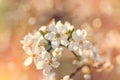 Branch of blossomed tree - Flowering, blooming fruit tree