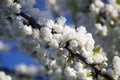 Branch of a blossoming apple or cherry tree against blue sky Royalty Free Stock Photo