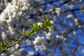 Branch of a blossoming apple or cherry tree against blue sky Royalty Free Stock Photo