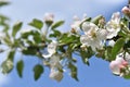 a branch of a blossoming apple tree against a blue sky Royalty Free Stock Photo