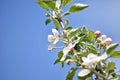 a branch of a blossoming apple tree against a blue sky Royalty Free Stock Photo