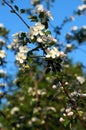 Branch blossoming apple-tree against the blue sky Royalty Free Stock Photo