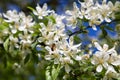 Branch of a blossoming apple tree against the blue sky Royalty Free Stock Photo