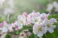 A branch of a blossoming apple tree against the blue sky. Spring background Royalty Free Stock Photo