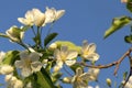 branch of a blossoming apple tree against a blue sky, white flowers with copy space. Spring concept. Royalty Free Stock Photo