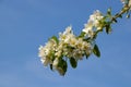 A branch of a blossoming apple tree against a bright blue sky. Royalty Free Stock Photo