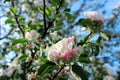 Branch blossoming apple-tree Royalty Free Stock Photo