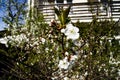 Branch of a blossoming apple tree