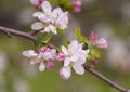 Branch of a blossoming apple tree