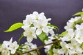 Branch of a blossoming apple tree on dark background. White flowers of apple trees on matte paper background Royalty Free Stock Photo