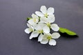 Branch of a blossoming apple tree on dark background. White flowers of apple trees on matte paper background Royalty Free Stock Photo