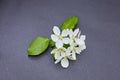 Branch of a blossoming apple tree on dark background. White flowers of apple trees on matte paper background Royalty Free Stock Photo