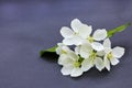 Branch of a blossoming apple tree on dark background. White flowers of apple trees on matte paper background Royalty Free Stock Photo
