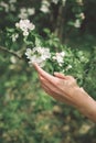 Branch of a blossoming apple tree with a female hand in a spring garden Royalty Free Stock Photo