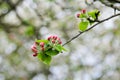 Branch of a blossoming apple tree on garden background