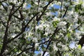 branch of a blossoming apple tree in spring garden Royalty Free Stock Photo