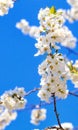 A branch of a blossoming apple tree against the blue sky in a blurred form Royalty Free Stock Photo
