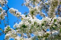 Branch blossoming apple-tree