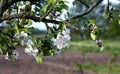 A branch of blossoming Apple tree in spring