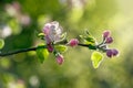 branch of blossoming apple tree in spring Royalty Free Stock Photo