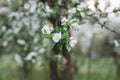 Branch of a blossoming apple tree in a spring garden Royalty Free Stock Photo