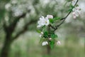 Branch of a blossoming apple tree in a spring garden Royalty Free Stock Photo