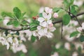 Branch of a blossoming apple tree in a spring garden Royalty Free Stock Photo