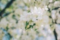 Branch of a blossoming apple tree in a spring garden. Spring blossom. Selective focus Royalty Free Stock Photo