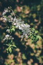 Branch of a blossoming apple tree in a spring garden Royalty Free Stock Photo