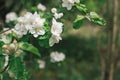 Branch of a blossoming apple tree in a spring garden Royalty Free Stock Photo