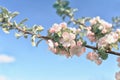 A branch of a blossoming apple tree in a spring sunny garden against Royalty Free Stock Photo