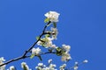 A branch of a blossoming apple tree stretching towards the sun Royalty Free Stock Photo