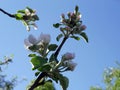 A branch of a blossoming apple tree on a sunny spring day against a blue sky Royalty Free Stock Photo