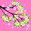 Branch of a blossoming apple tree vector illustration Royalty Free Stock Photo