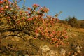 Branch of blossoming apple trees, Royalty Free Stock Photo