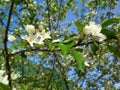 A branch of blossoming apple trees. Apple tree with white flowers. Summer day Royalty Free Stock Photo