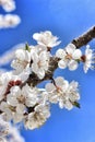 Branch of a blossoming apricot