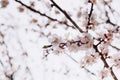 Branch with blossoming apricot flowers in the sun