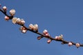 A branch of a blossoming apricot tree against blue sky background Royalty Free Stock Photo