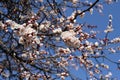 A branch of a blossoming apricot tree against blue sky background Royalty Free Stock Photo