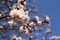 A branch of a blossoming apricot tree against blue sky background Royalty Free Stock Photo