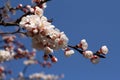 A branch of a blossoming apricot tree against blue sky background Royalty Free Stock Photo