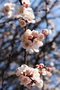 A branch of a blossoming apricot tree against blue sky background Royalty Free Stock Photo